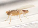 Stenomicra angustata - photo 3