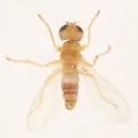 Stenomicra angustata - photo 4