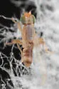 Stenomicra angustata - photo 5