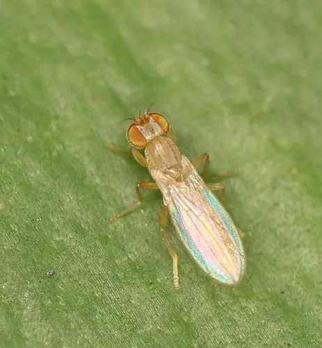 Stenomicra stuckenbergi