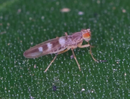 Stenomicra uniconspicua