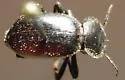 Stenomorpha acerba