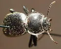 Stenomorpha acerba - photo 2