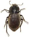 Stenomorpha acerba - photo 3