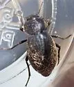 Stenomorpha acerba - photo 4