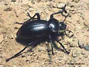 Stenomorpha angulata