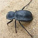 Stenomorpha confluens