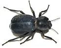 Stenomorpha confluens - photo 2