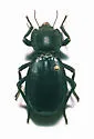 Stenomorpha confluens - photo 3