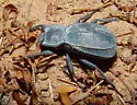 Stenomorpha confluens - photo 4