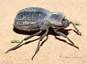 Stenomorpha confluens - photo 5