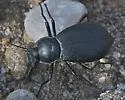 Stenomorpha consors - Stenomorpha consors