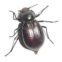 Stenomorpha convexa - photo 3