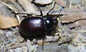 Stenomorpha convexa - photo 4