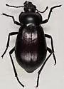 Stenomorpha convexa - photo 5