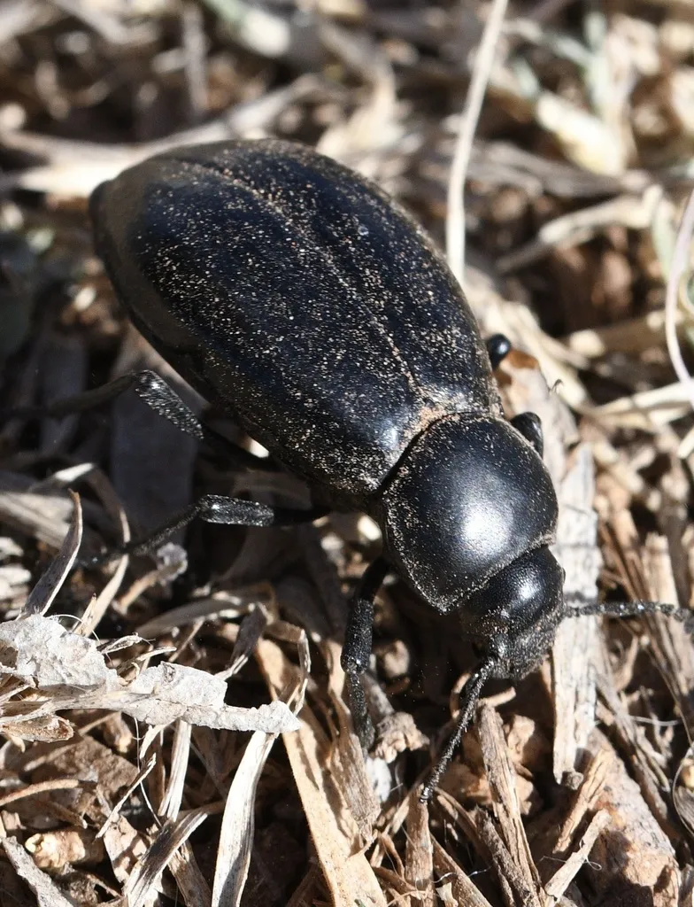 Stenomorpha convexicollis - photo 2