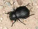 Stenomorpha corrugans - Stenomorpha corrugans