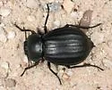 Stenomorpha corrugans - photo 2