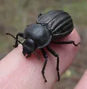 Stenomorpha corrugans - photo 3