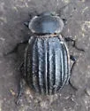 Stenomorpha corrugans - photo 4