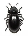 Stenomorpha cressoni - Stenomorpha cressoni