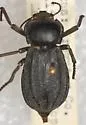 Stenomorpha furcata