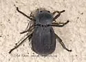 Stenomorpha furcata - photo 2