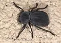 Stenomorpha furcata - photo 3