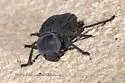 Stenomorpha furcata - photo 4
