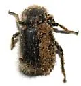 Stenomorpha hirsuta - photo 2