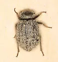 Stenomorpha hirsuta - photo 4