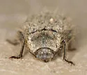 Stenomorpha hirsuta - photo 5