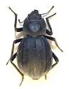 Stenomorpha hispidula - Stenomorpha hispidula
