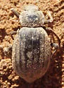Stenomorpha hispidula - photo 2
