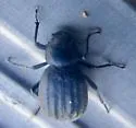 Stenomorpha hispidula - photo 3