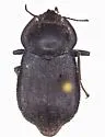 Stenomorpha horrida - photo 2