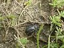 Stenomorpha lecontella - Stenomorpha lecontella
