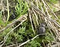 Stenomorpha lecontella - photo 2