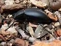 Stenomorpha macra - photo 2