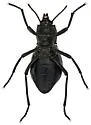 Stenomorpha macra - photo 3