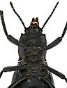 Stenomorpha macra - photo 4