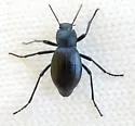 Stenomorpha macra - photo 5