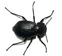 Stenomorpha marginata - Stenomorpha marginata