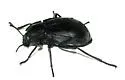 Stenomorpha marginata - photo 2