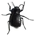 Stenomorpha marginata - photo 3