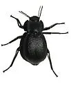 Stenomorpha marginata - photo 4