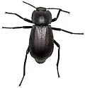 Stenomorpha marginata - photo 5