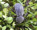 Stenomorpha mckittricki - Stenomorpha mckittricki