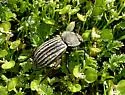 Stenomorpha mckittricki - photo 2