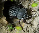 Stenomorpha mckittricki - photo 3